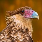 Close-up of Carancho Caracara