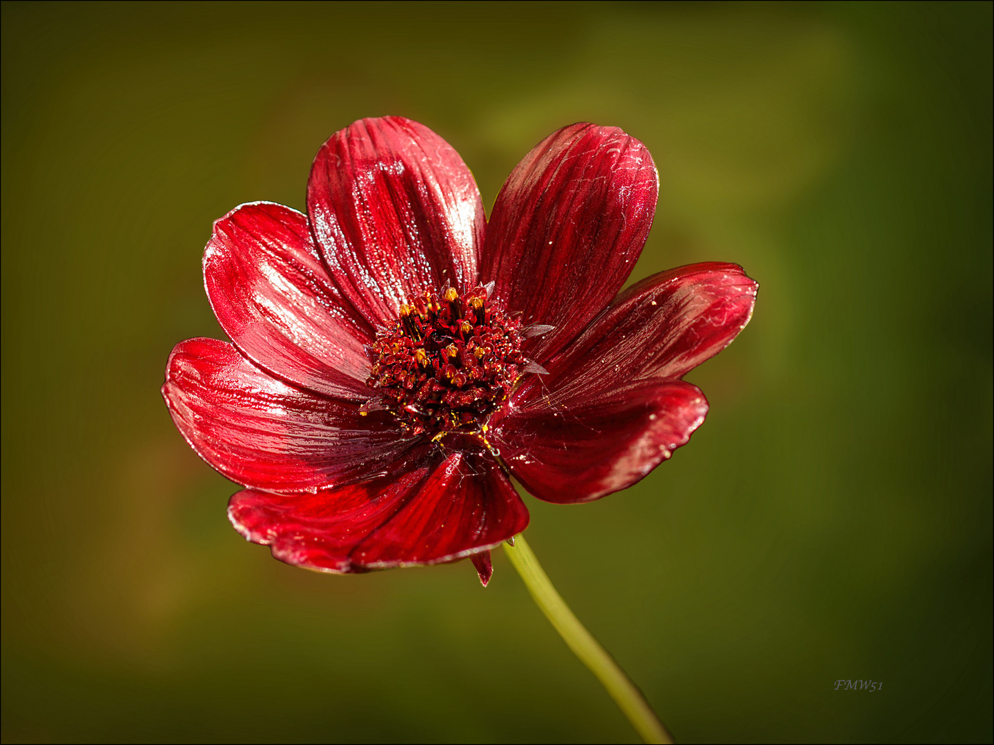 Close-up of dark-red flower