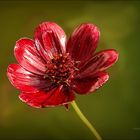 Close-up of dark-red flower