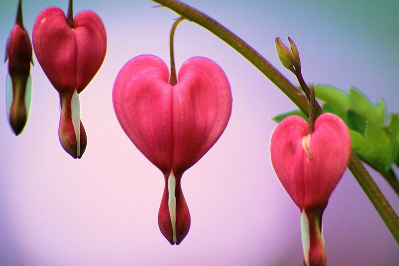 close up of the heart