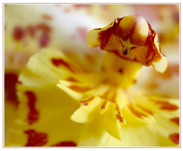 Close-up Orchidee