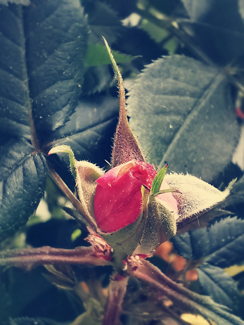 Close up Rose