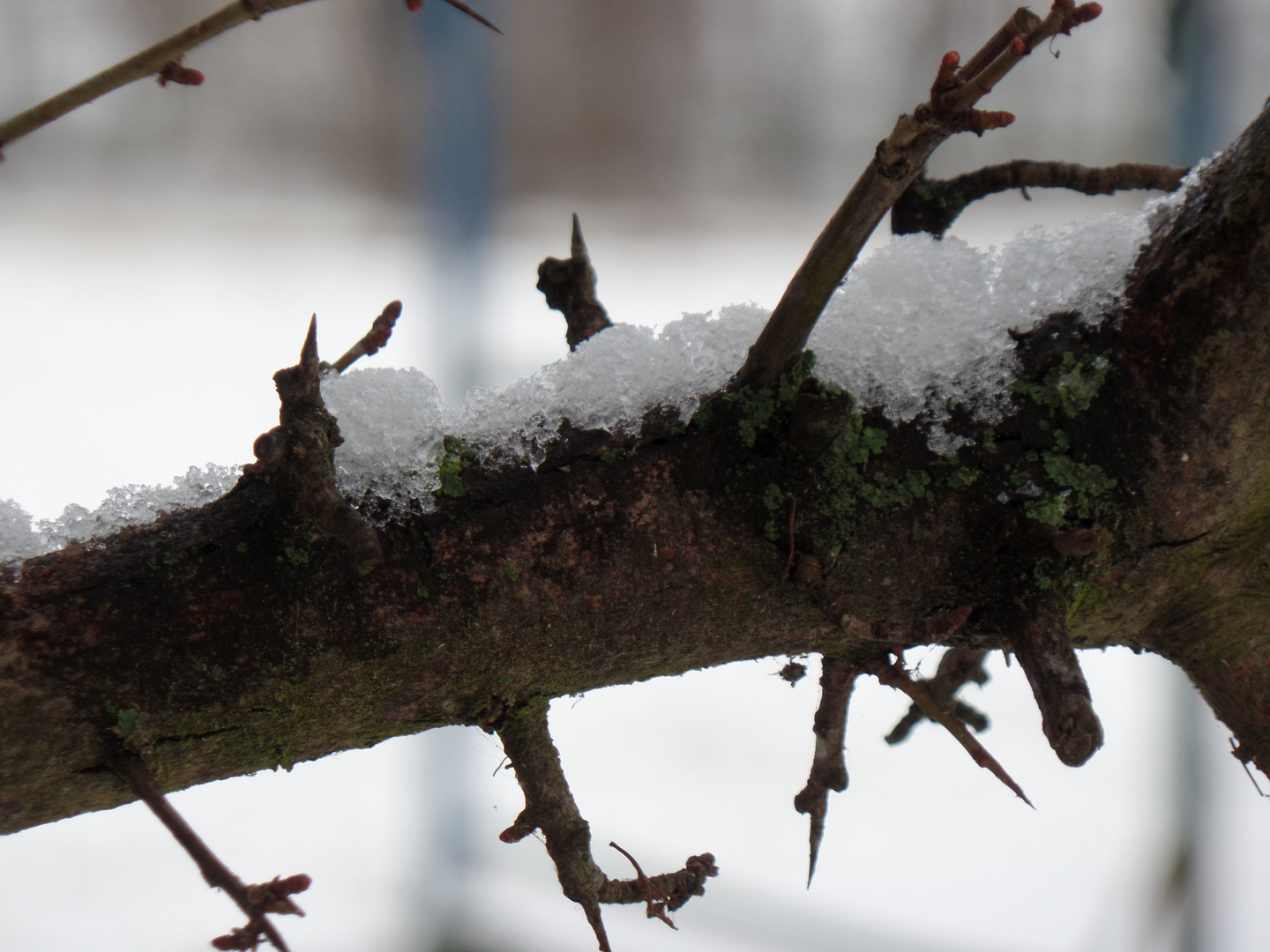 Close- up Schnee