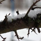 Close- up Schnee