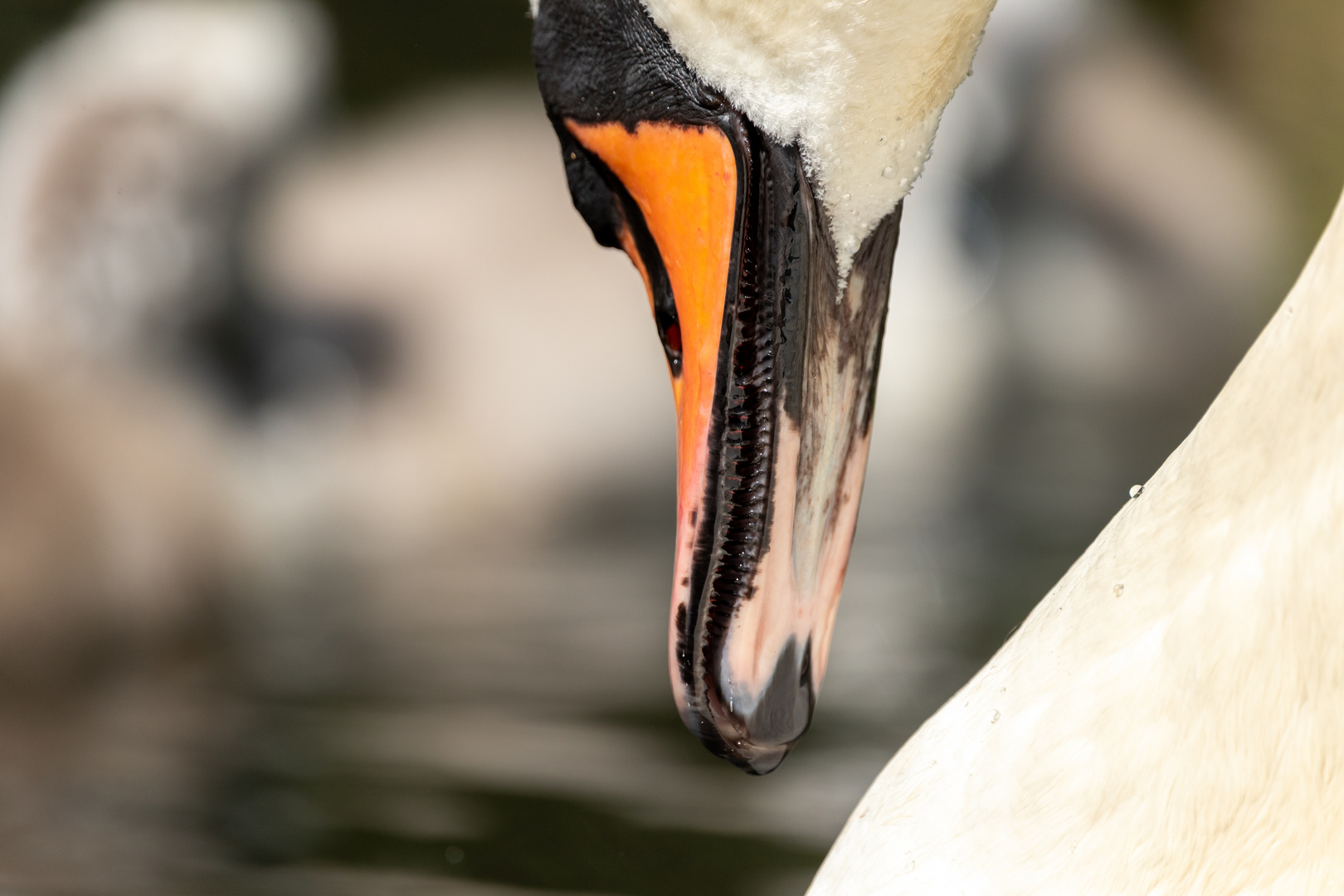 Close-up Schwanenmutter