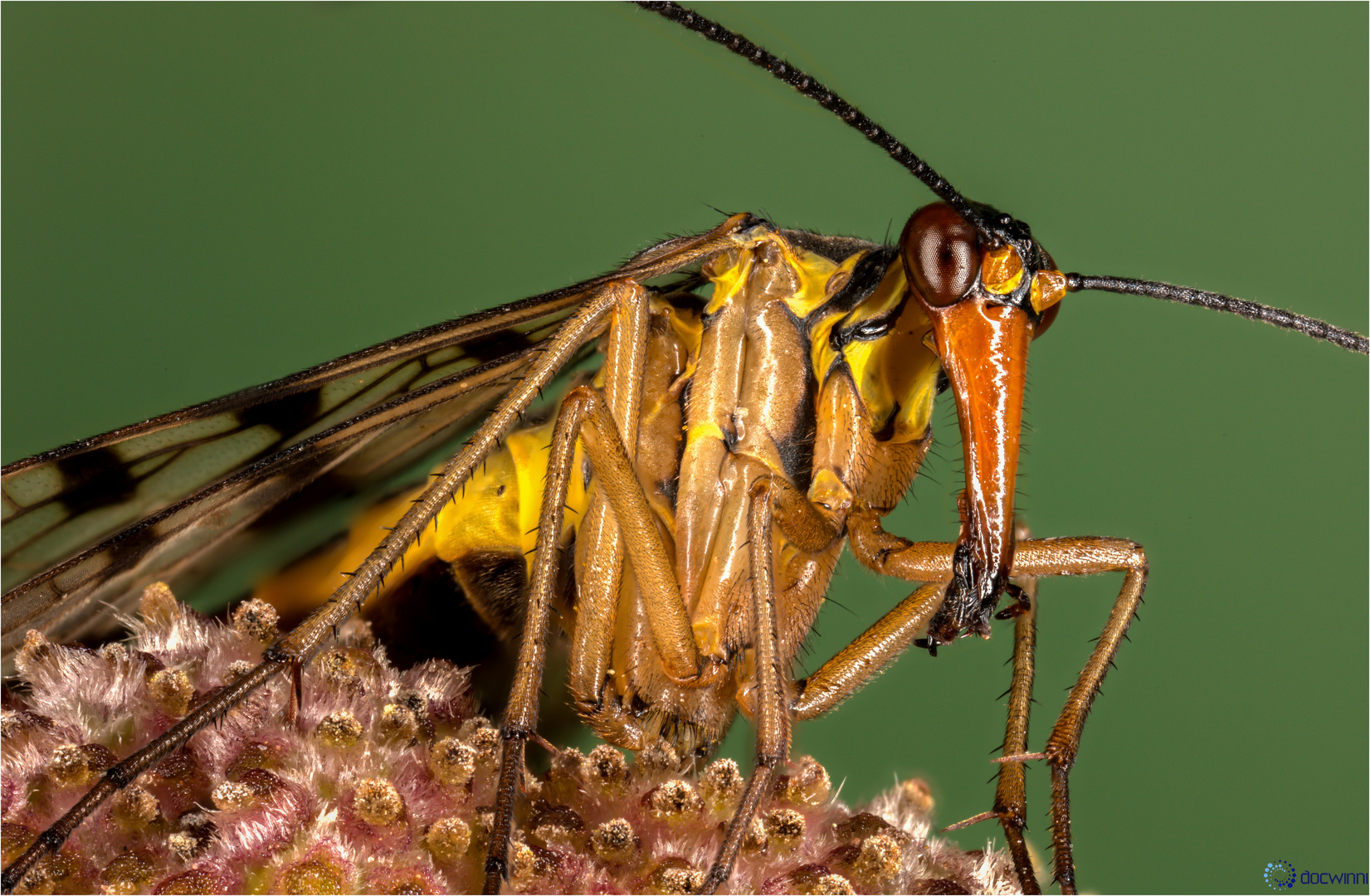 Close-up Skorpionsfliege