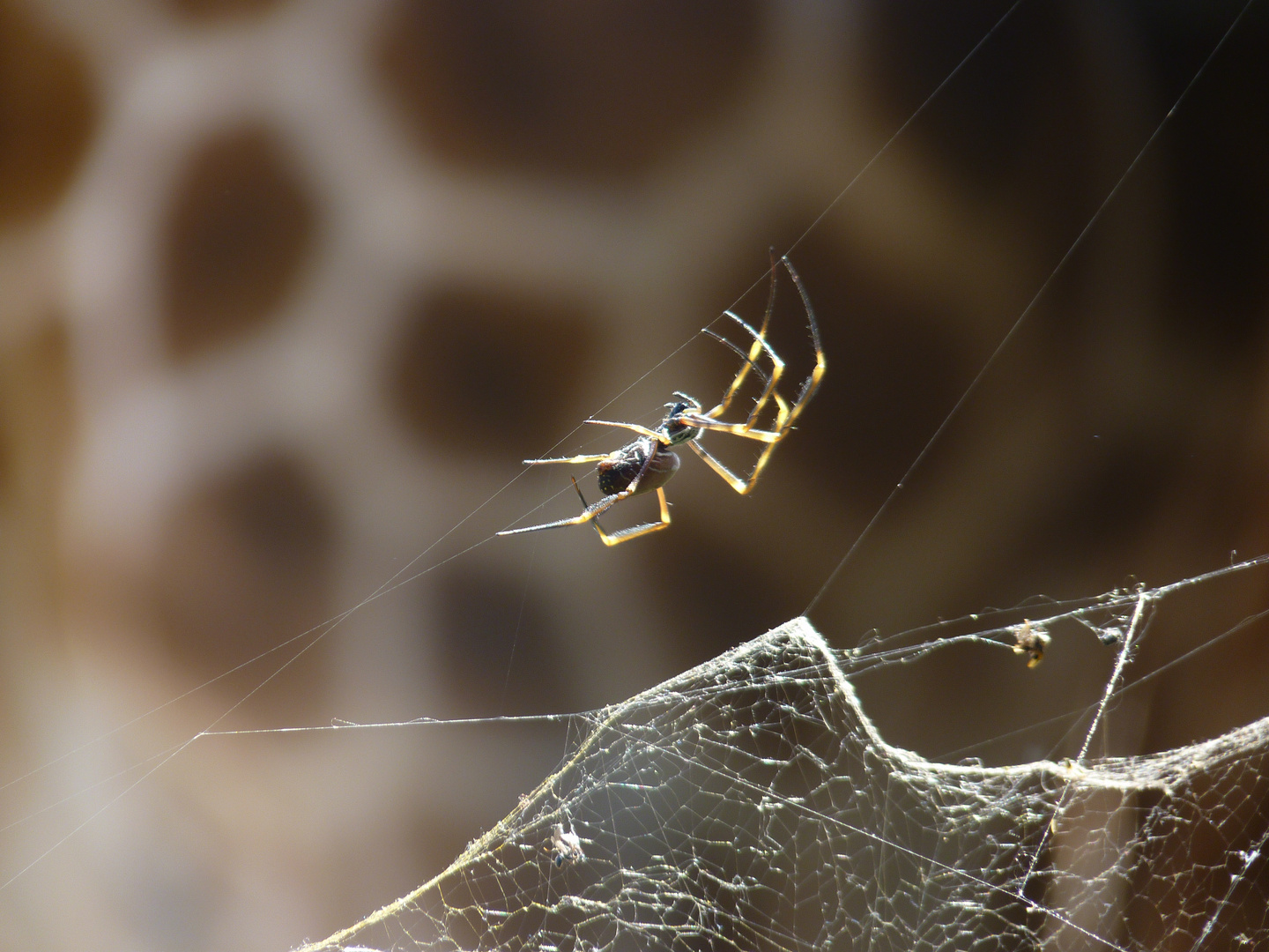 close up spider