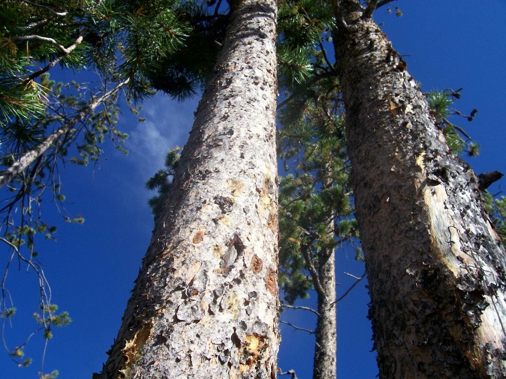 Close Up: Trees