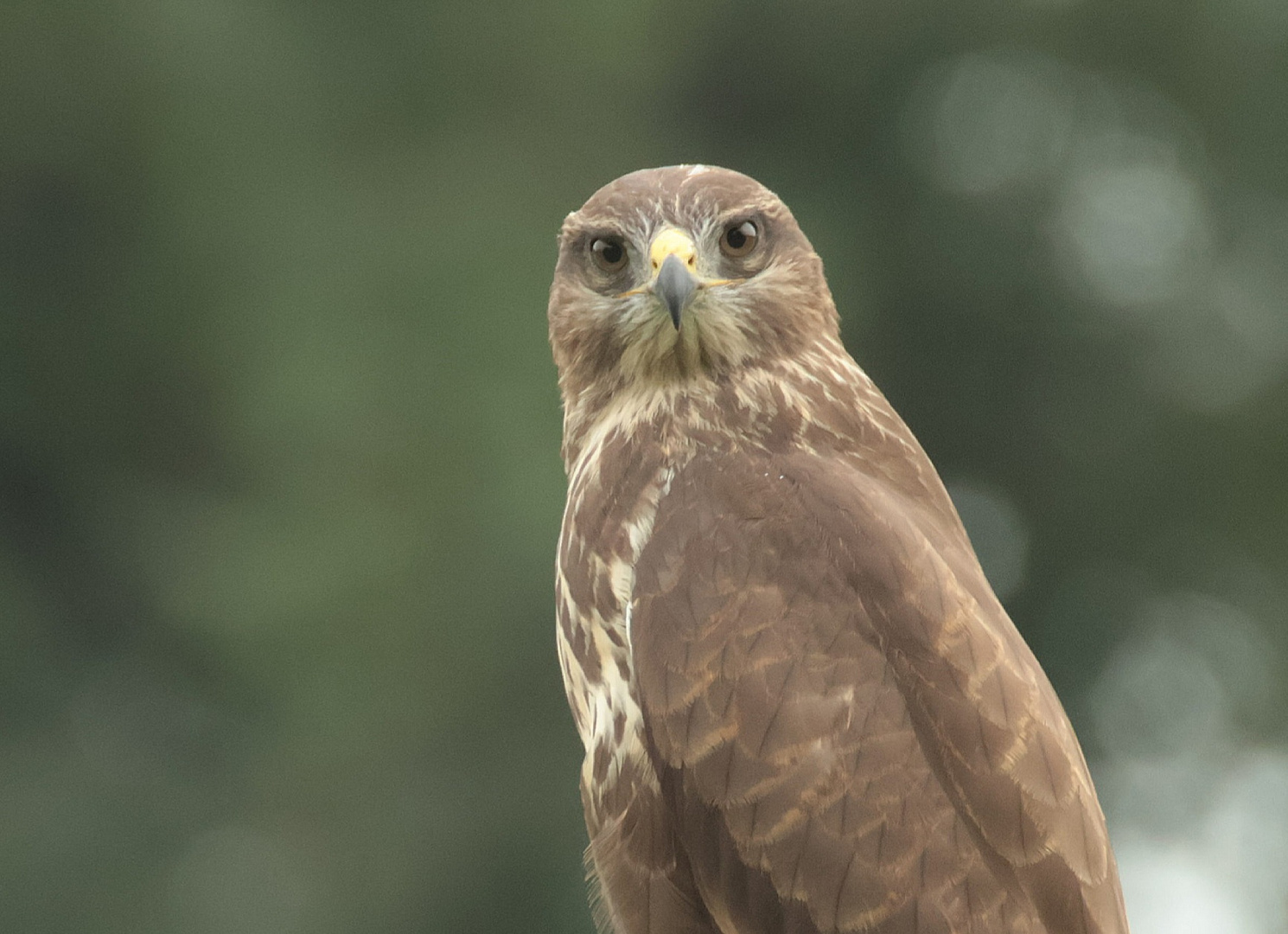 Close up vom Bussard