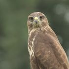 Close up vom Bussard