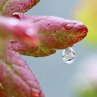 Close-up water droplet on gooseberry-bush leaf.