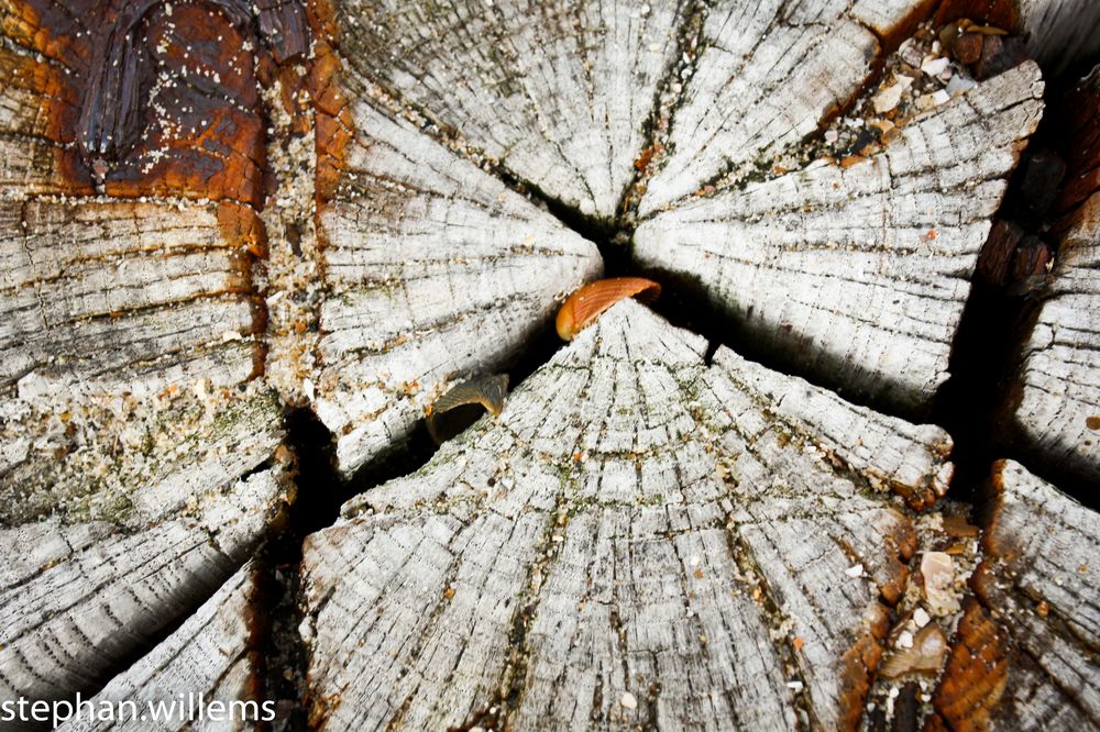 close up - wood