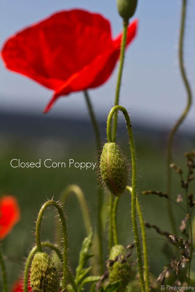 Closed Corn Poppy