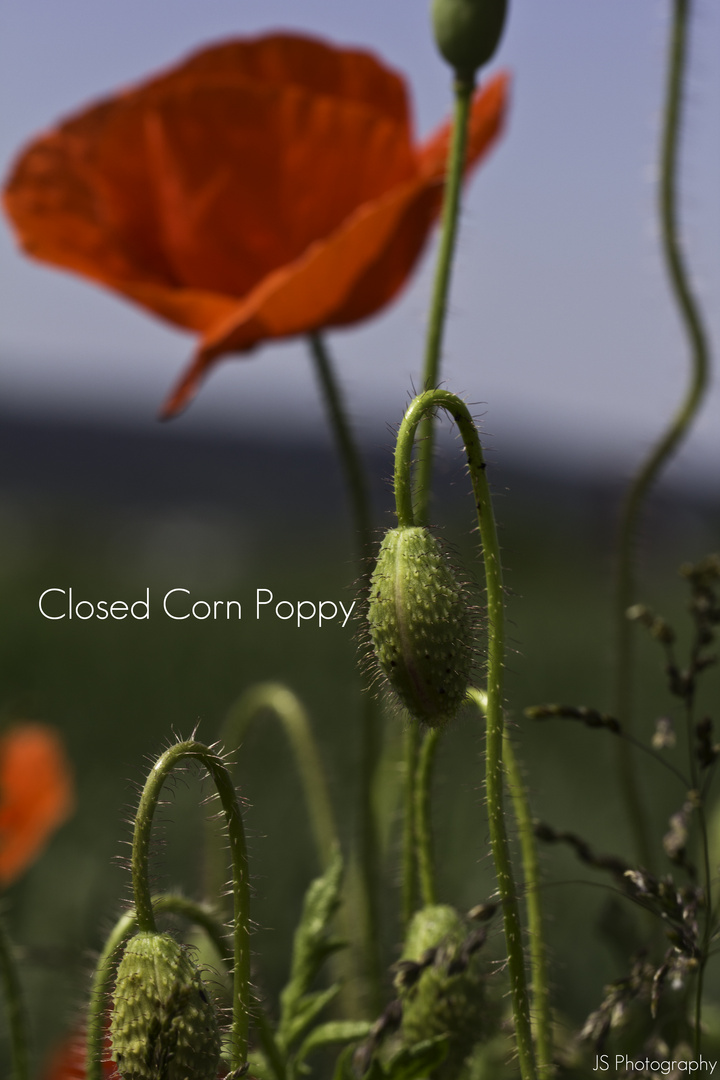 Closed Corn Poppy