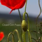 Closed Corn Poppy