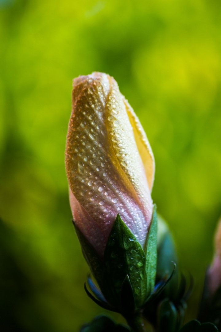 closed hibiscus