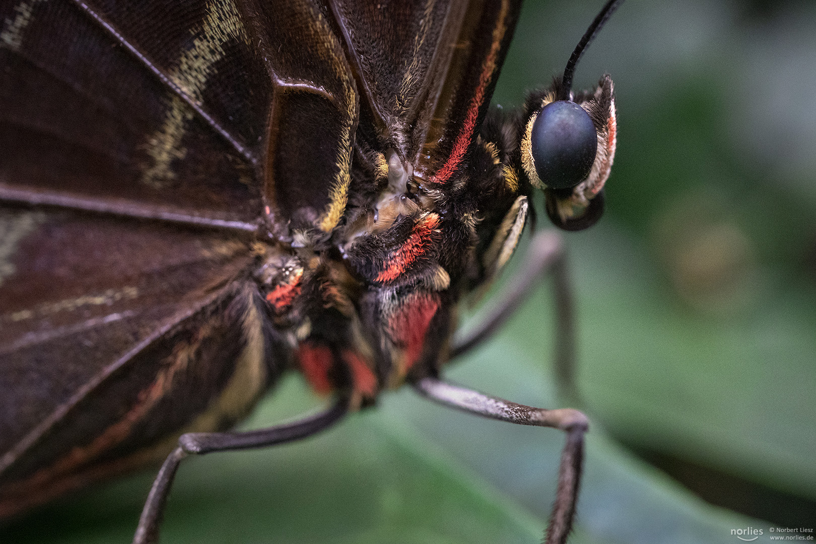 closeup morpho peleides