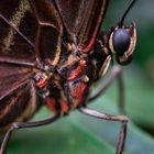 closeup morpho peleides