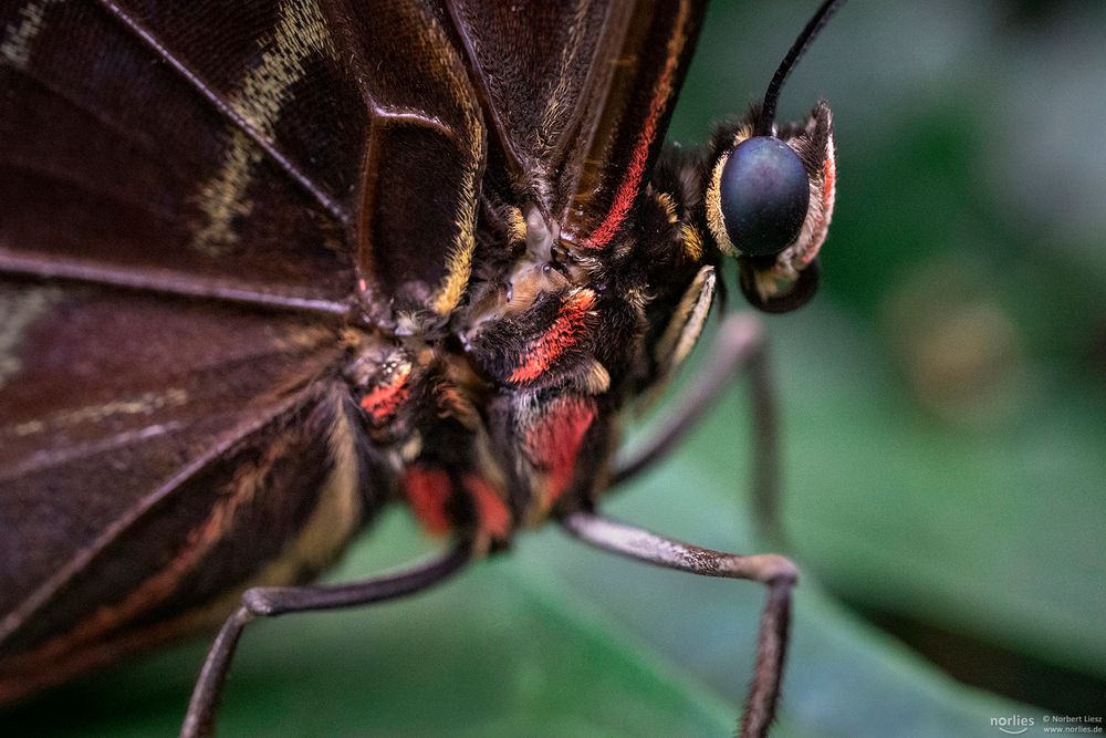 closeup morpho peleides