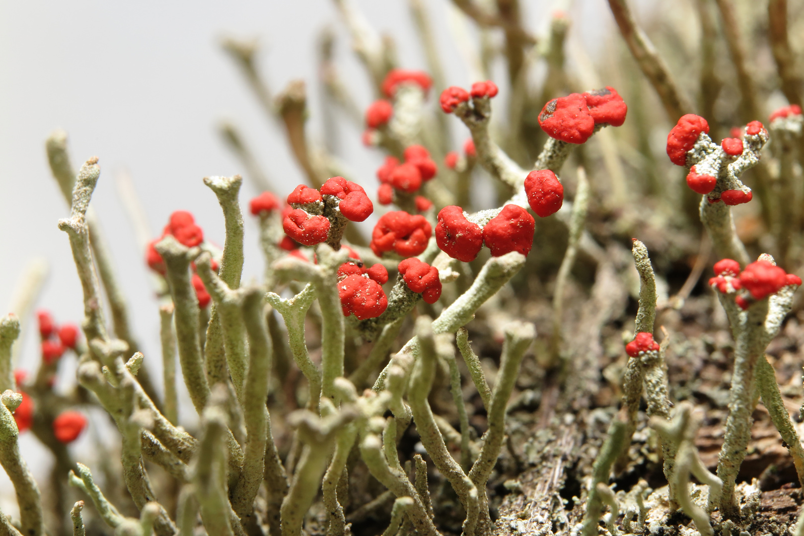 Closeup of a colony of British soldier lichen (Cladonia cristatella) with amazing red fungus heads