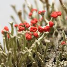 Closeup of a colony of British soldier lichen (Cladonia cristatella) with amazing red fungus heads