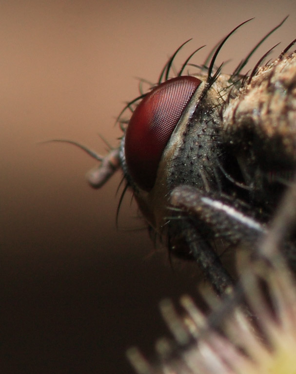 Closeup of a fly...