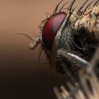 Closeup of a fly...