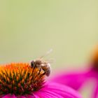 Closeup of a Honeybee on a Purple Coneflower - Honigbiene auf Sonnenhut