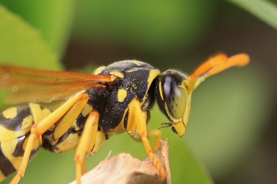 Closeup of a wasp