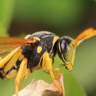 Closeup of a wasp