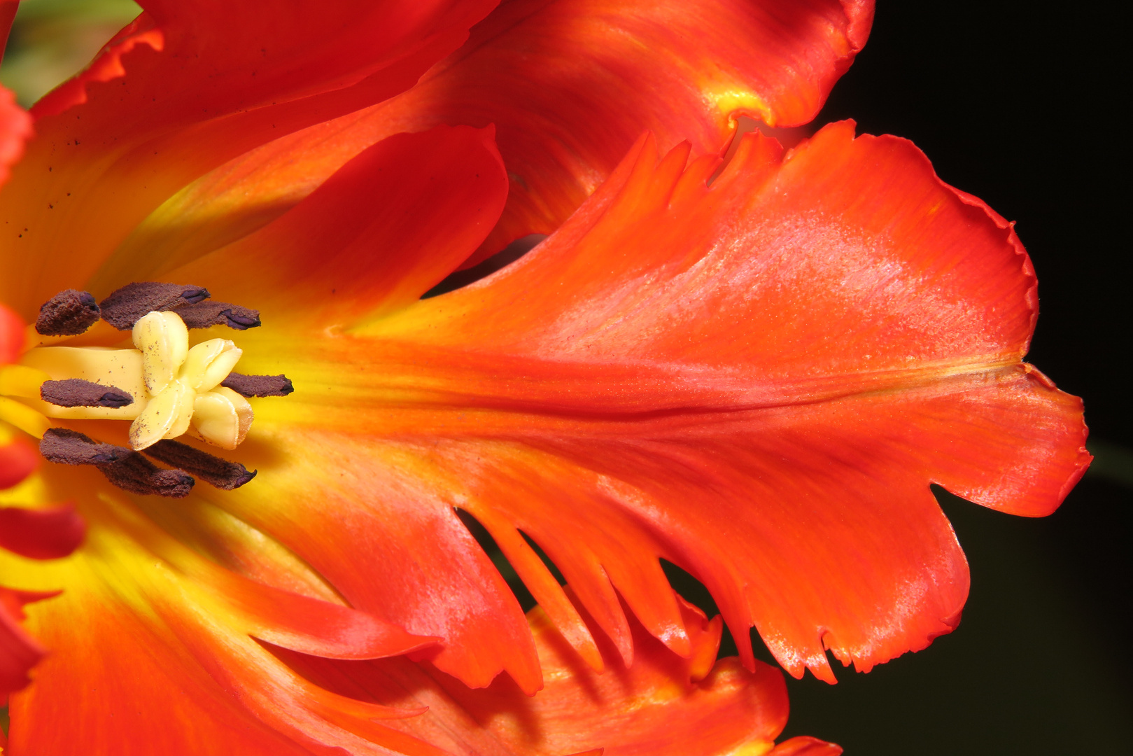 Closeup of bright red tulip petal with style, pistil and stamens