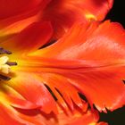 Closeup of bright red tulip petal with style, pistil and stamens