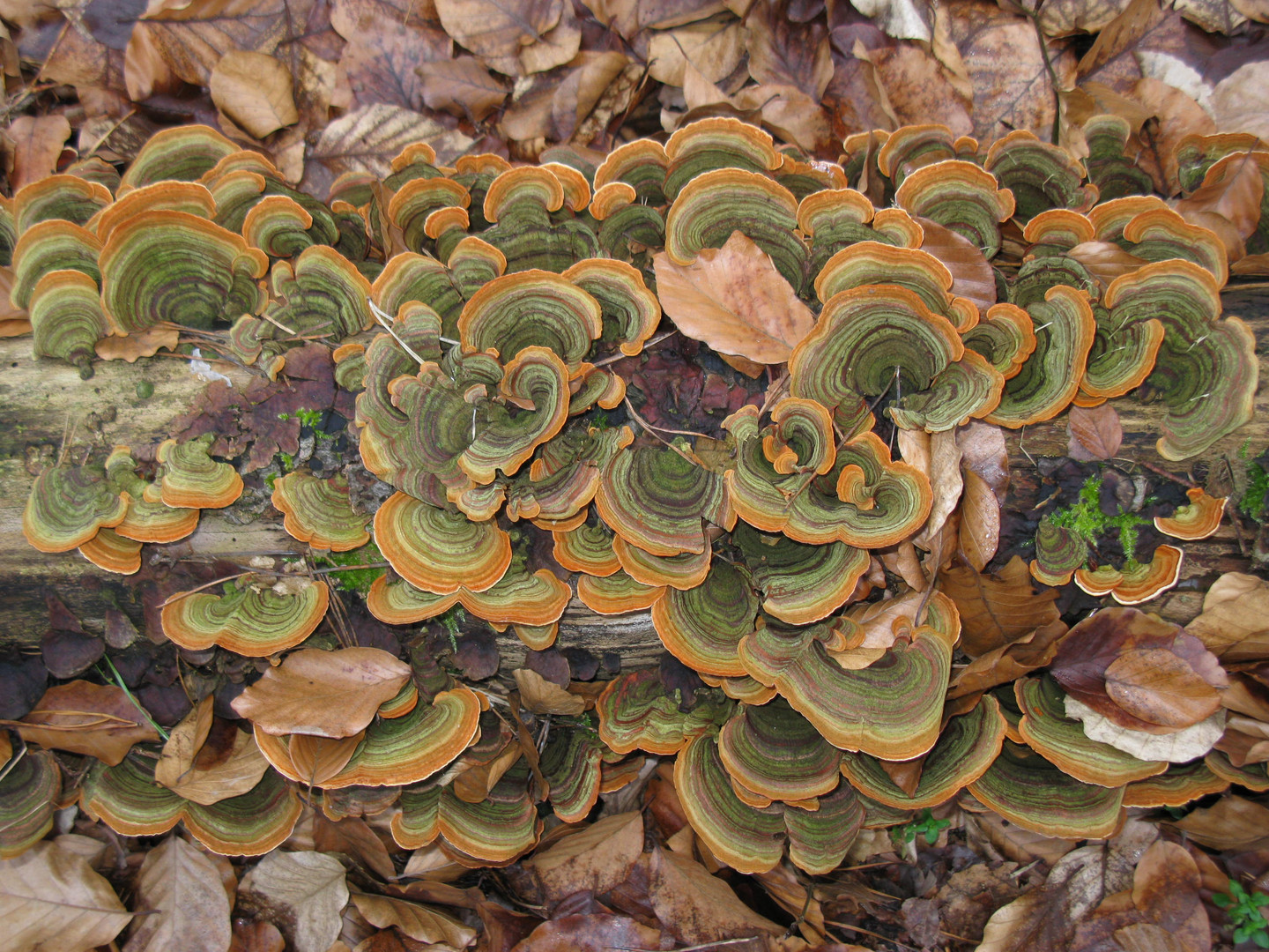 Closeup of gorgeous green and orange bracket fungi (Stereum ostrea)