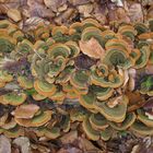 Closeup of gorgeous green and orange bracket fungi (Stereum ostrea)