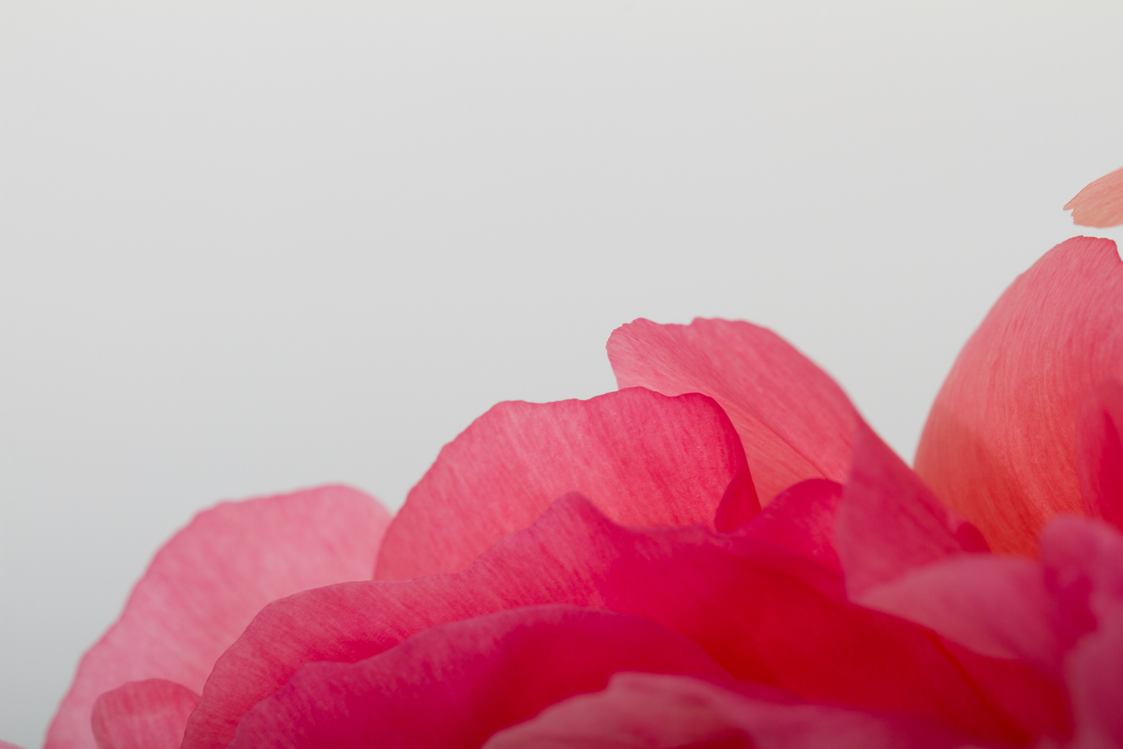 Closeup of pink peony petals 