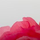Closeup of pink peony petals 