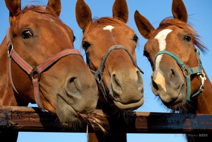 Closeup of three heads of a horses