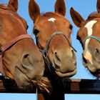 Closeup of three heads of a horses