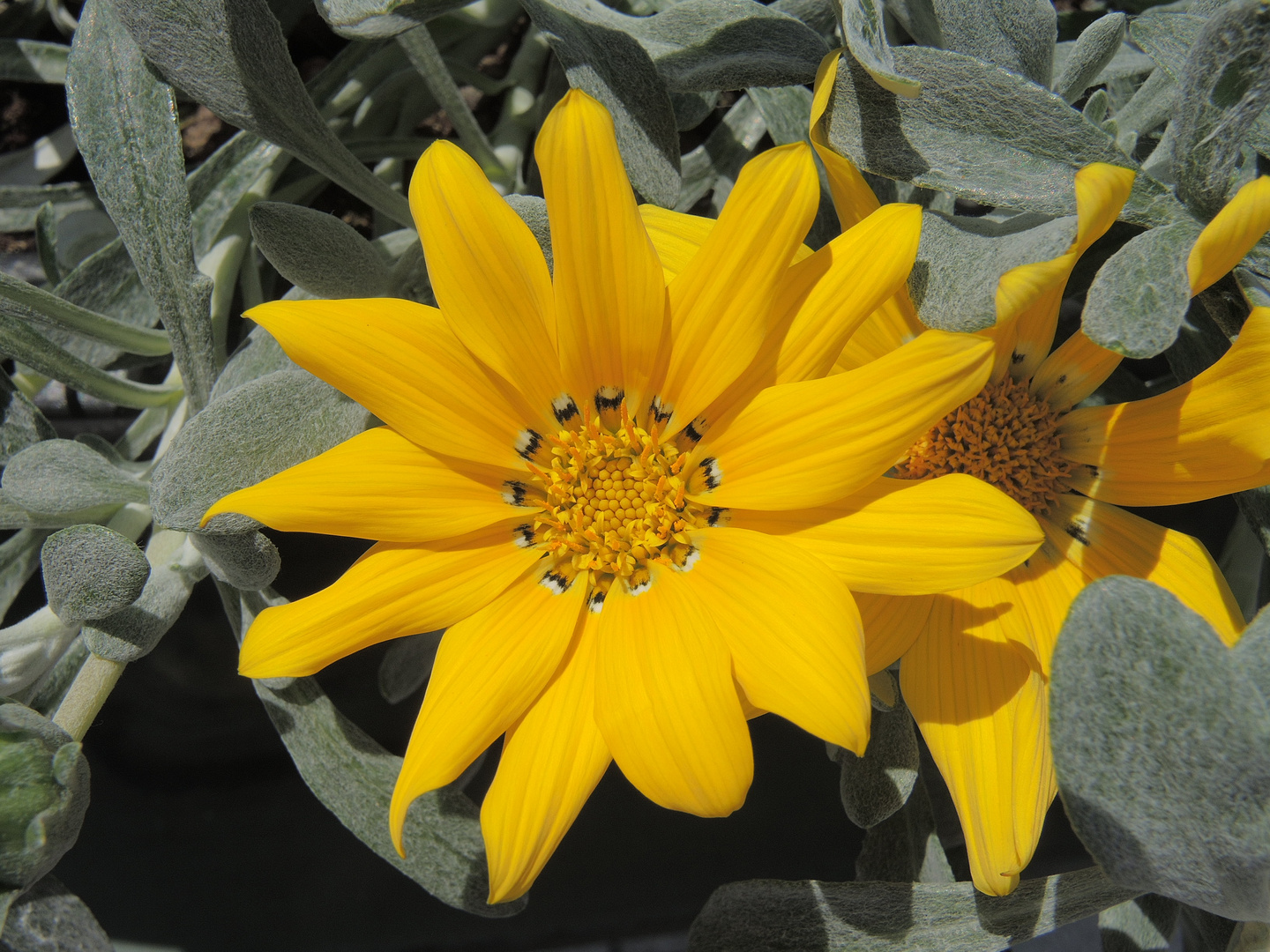 Closeup of yellow treasure flower blossom