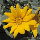 Closeup of yellow treasure flower blossom