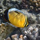 Closeup photo of the Exquisite Butterflyfish