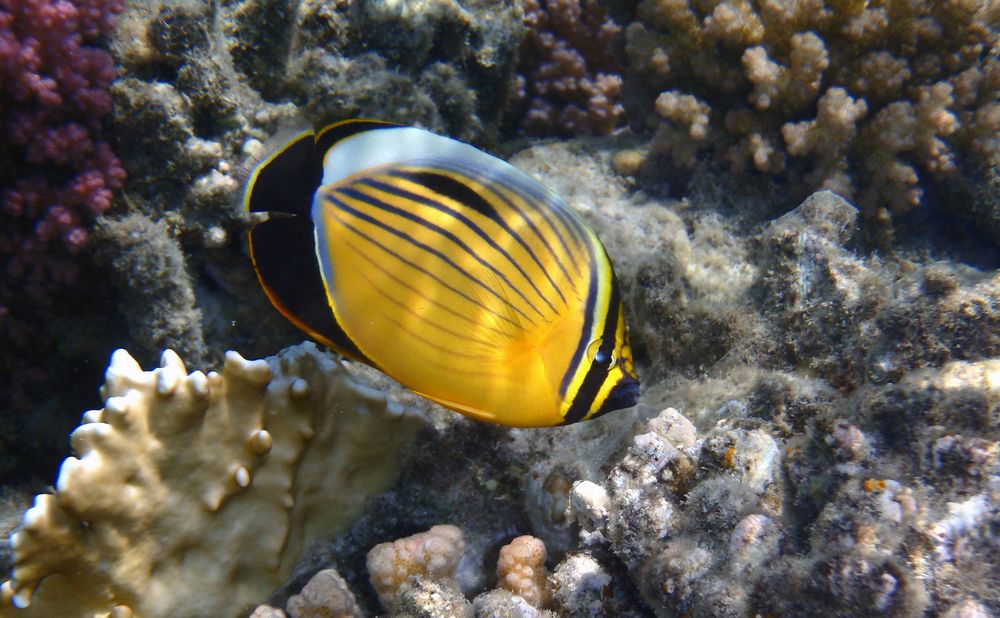 Closeup photo of the Exquisite Butterflyfish