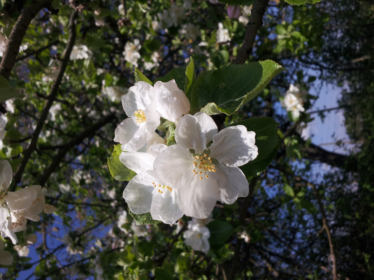 Éclosion du printemps