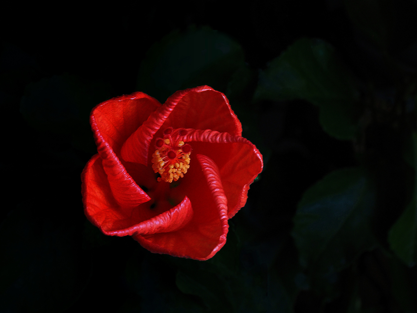 Éclosion d’une fleur d’hibiscus