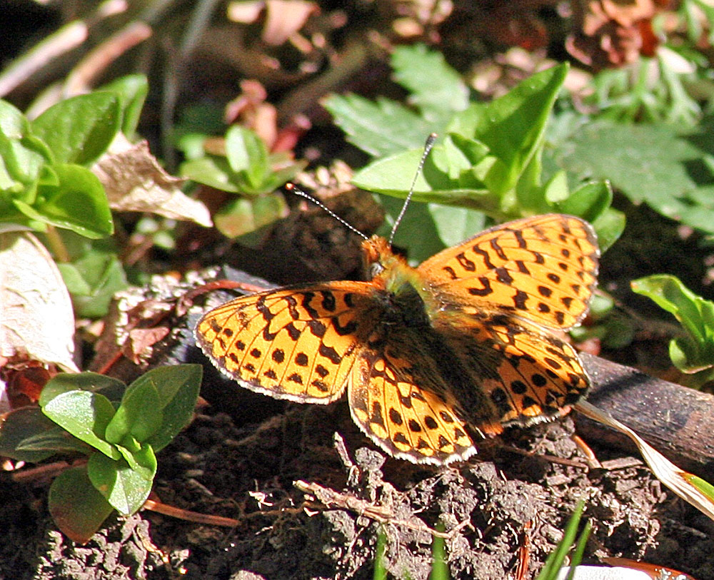 Clossiana titania - Natterwurzpelmutterfalter