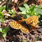 Clossiana titania - Natterwurzpelmutterfalter