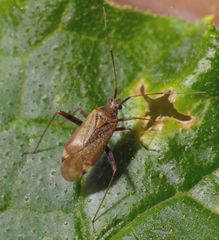 Closterotomus fulvomaculatus