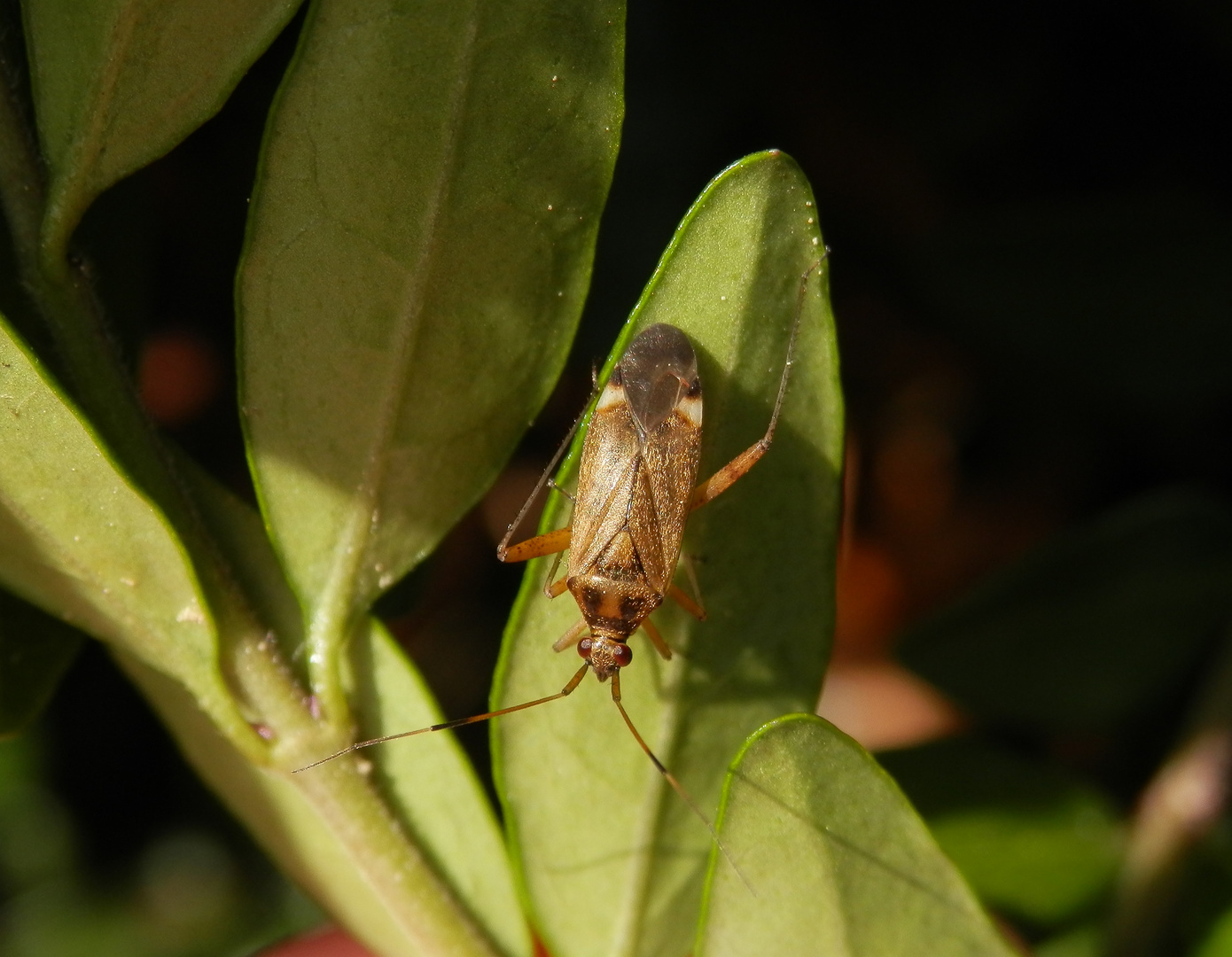 Closterotomus fulvomaculatus - auch wieder da !