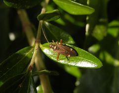 Closterotomus fulvomaculatus - auch wieder da !