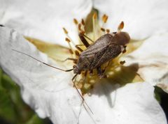 Closterotomus fulvomaculatus aus Schmallenberg-Grafschaft (2)